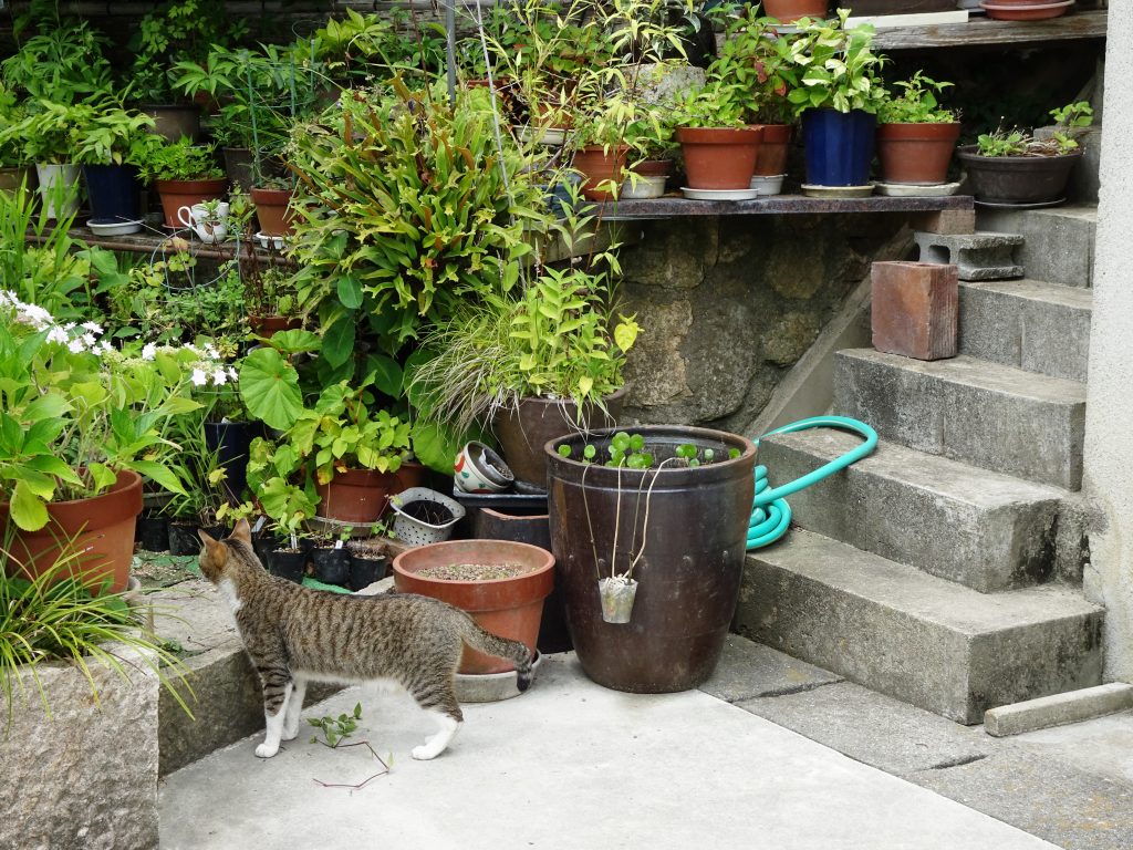 ねこ、風太 思案中