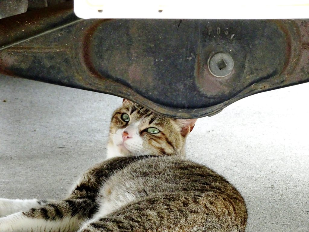 ねこ、風太 思案中