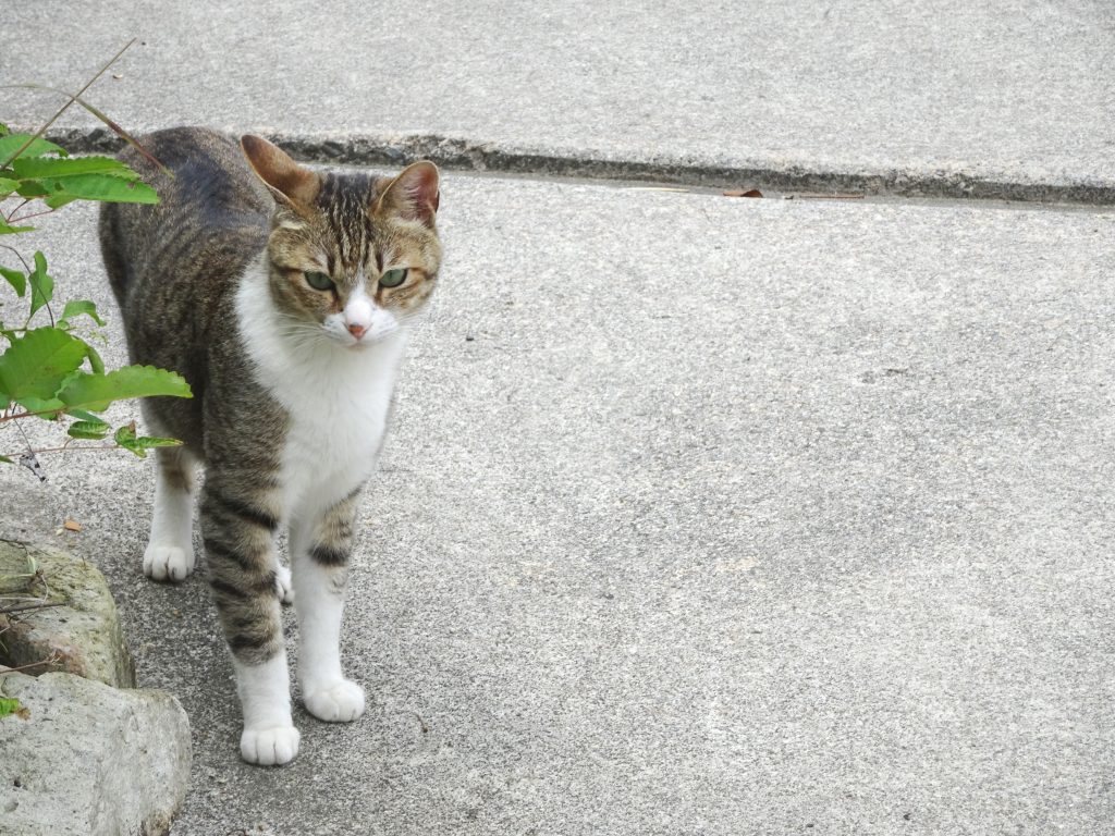 ねこ、風太 仕事中