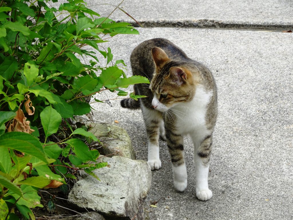 ねこ、風太 仕事中