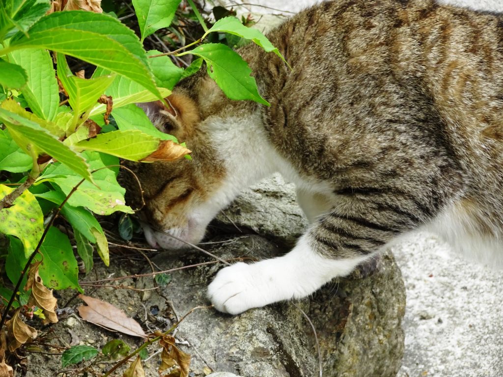 ねこ、風太 仕事中