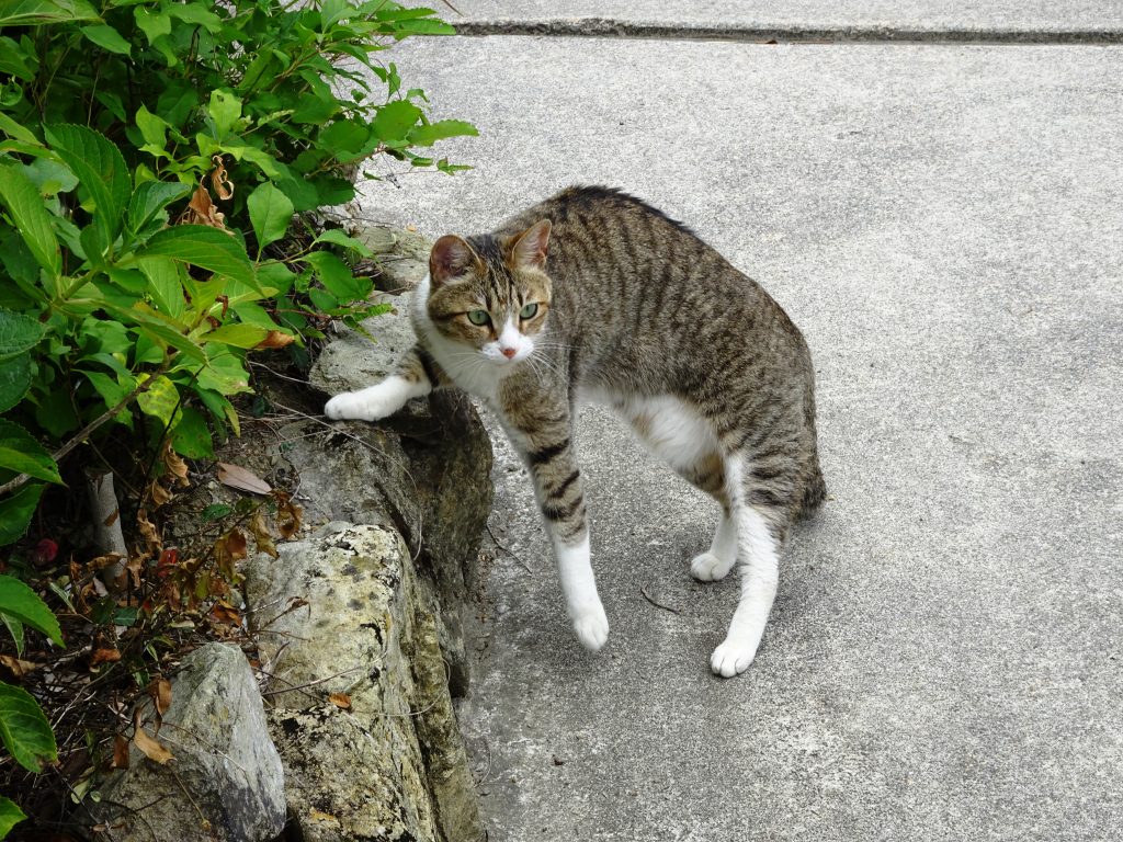 ねこ、風太 仕事中
