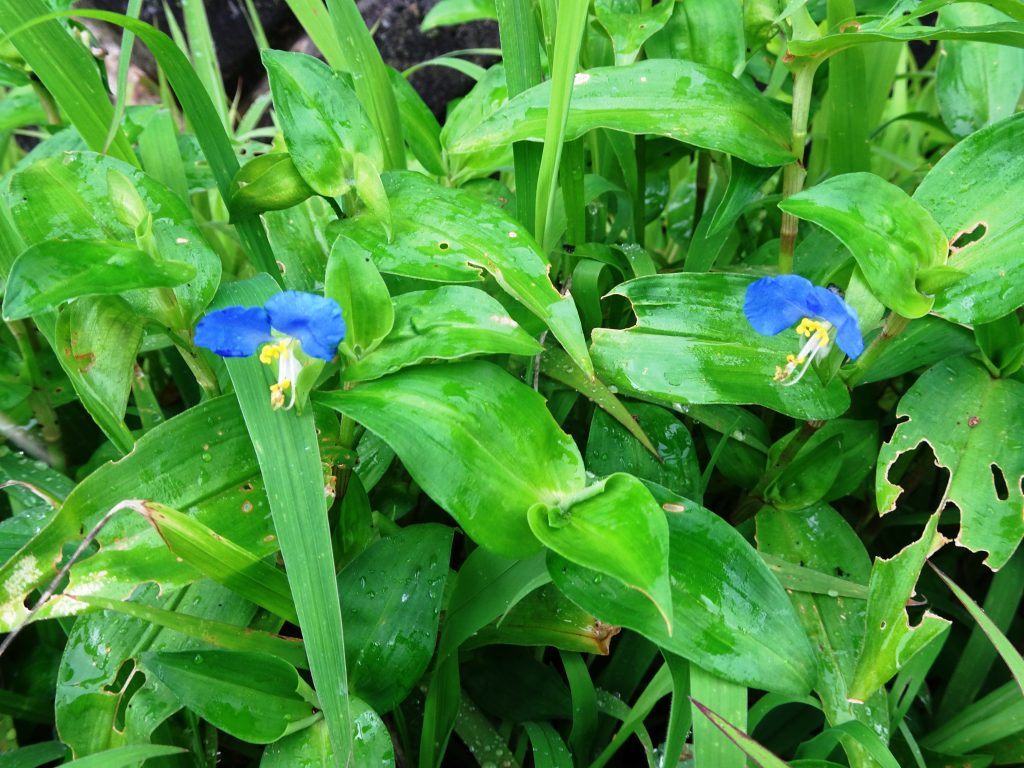つゆ草