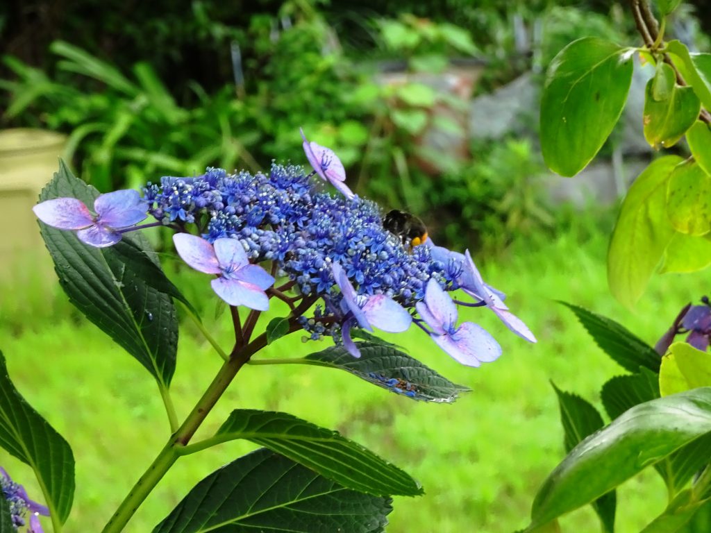 雨を縫って働く蜂