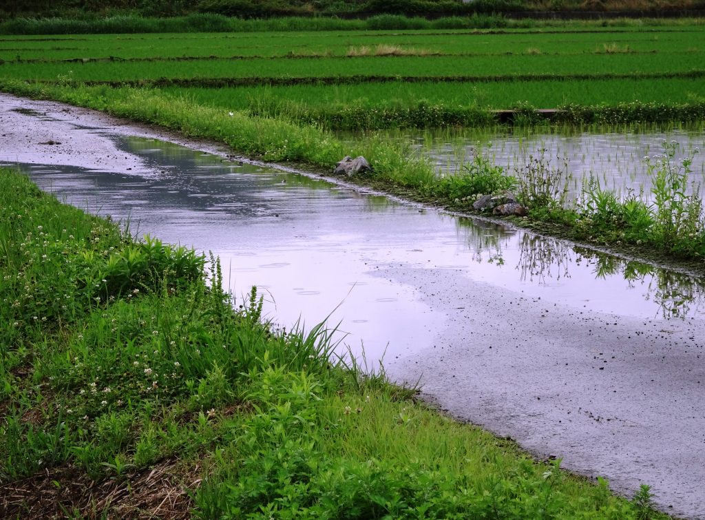 水たまりに落ちる雨