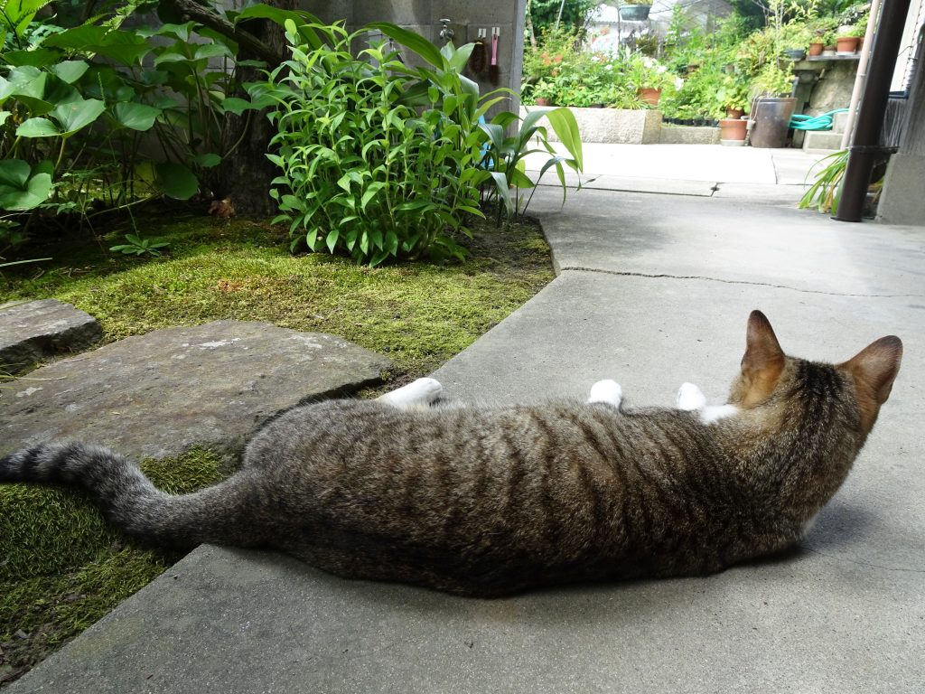 ねこ、風太 巡回