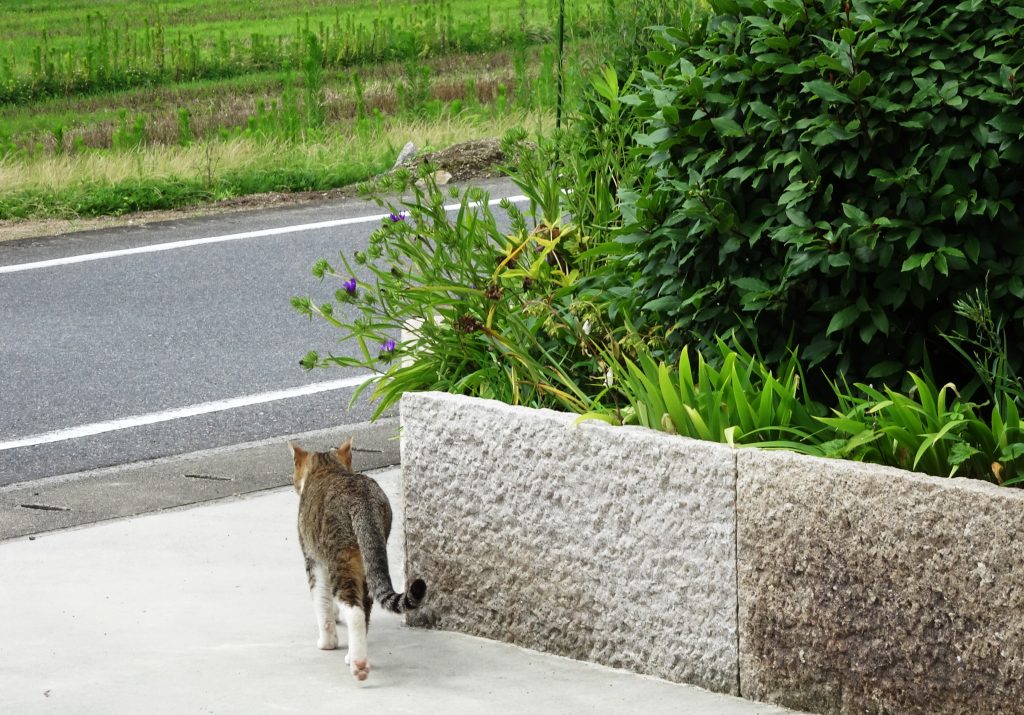 ねこ、風太 巡回