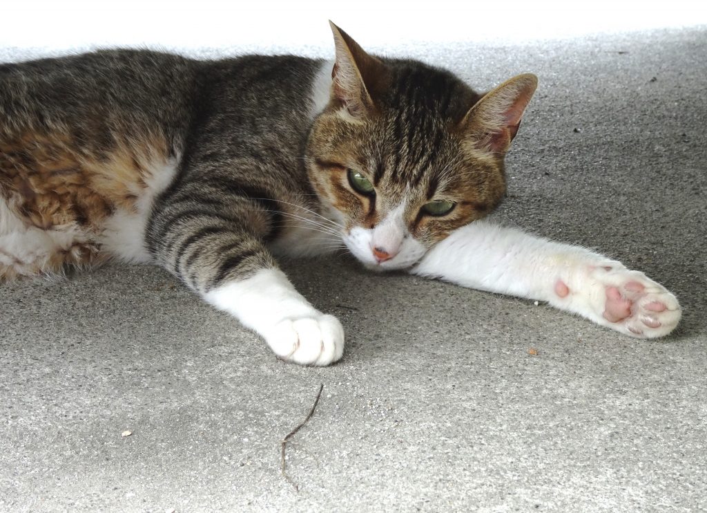 ねこ、風太 巡回