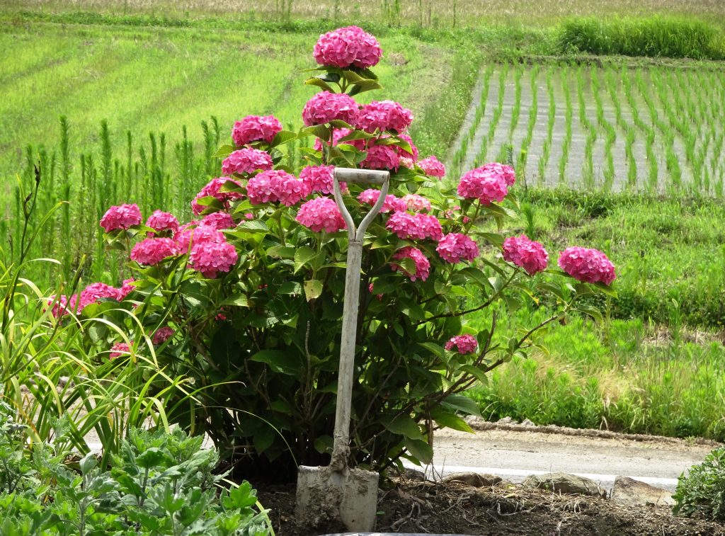 わが家の紫陽花