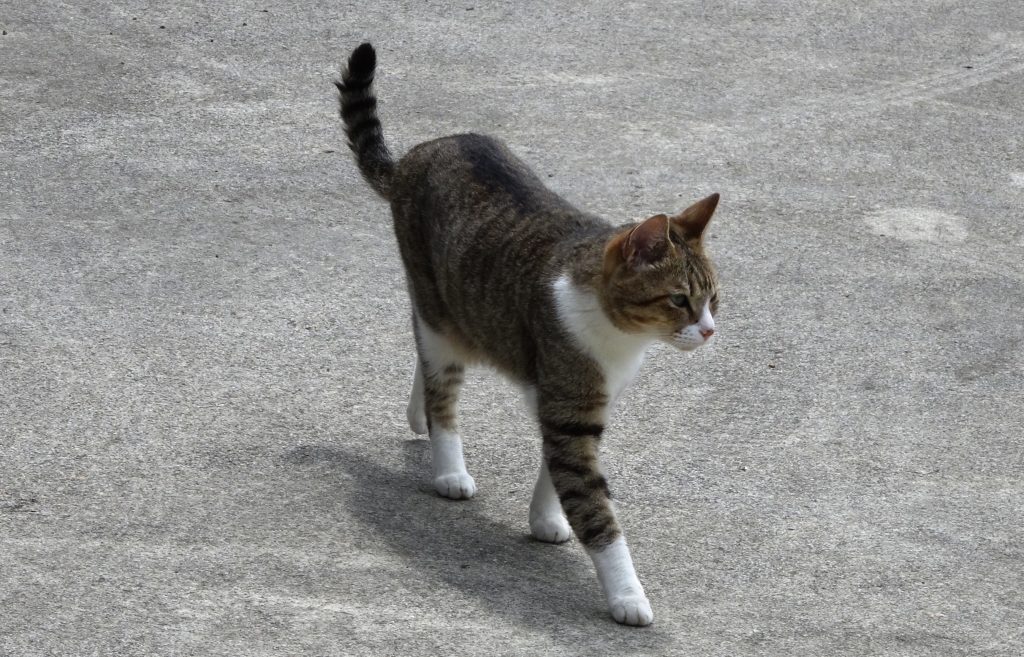 ねこ、風太 巡回