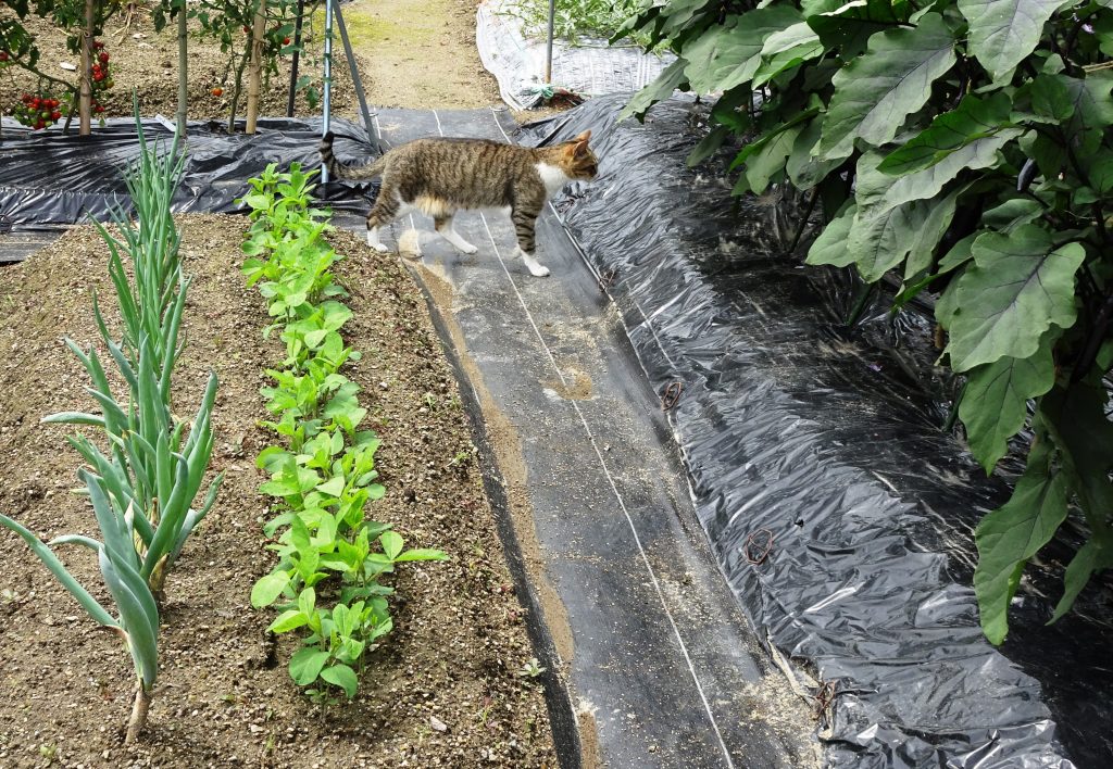 ねこ、風太 巡回