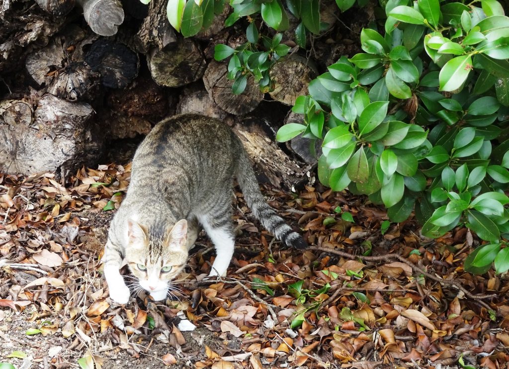 ねこ、風太 巡回