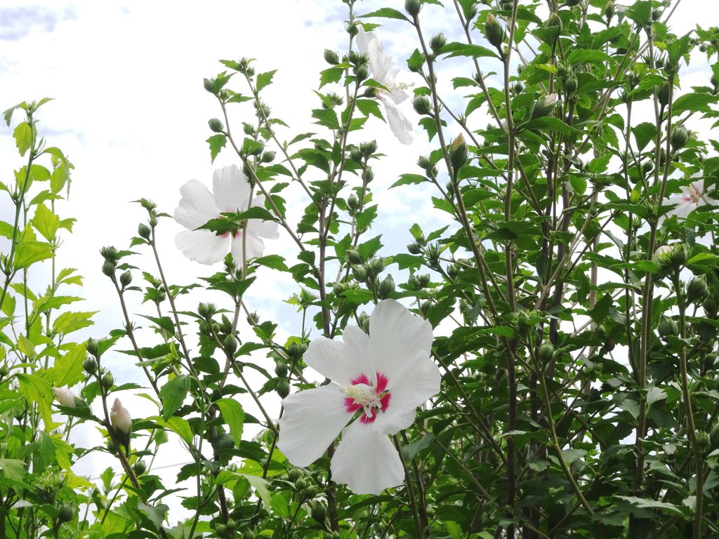 芙蓉