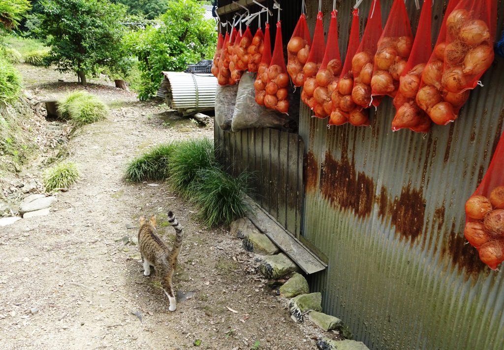 ねこ、風太 巡回