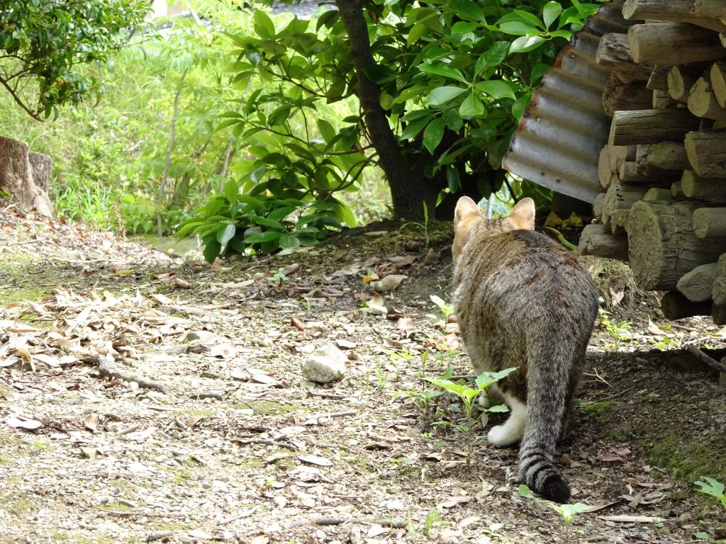 ねこ、風太 フリーズ