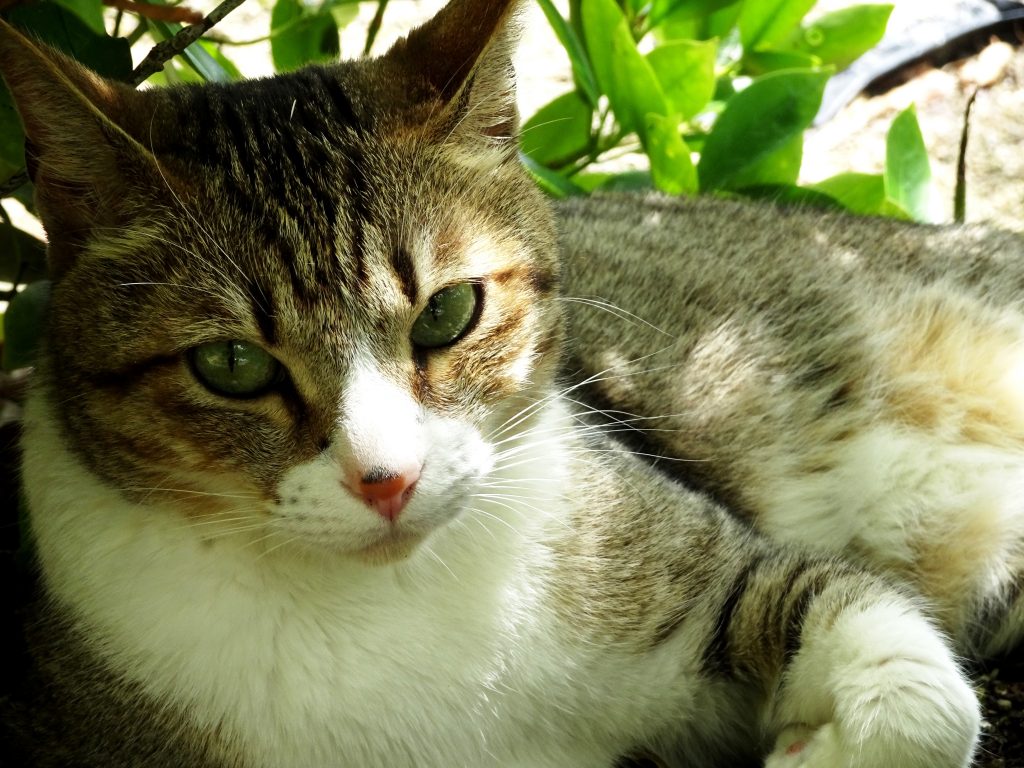 ねこ、風太 休憩