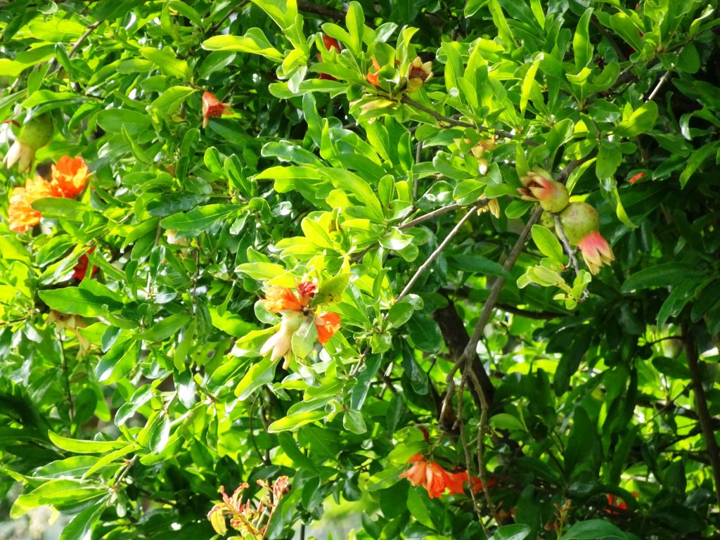 柘榴の花