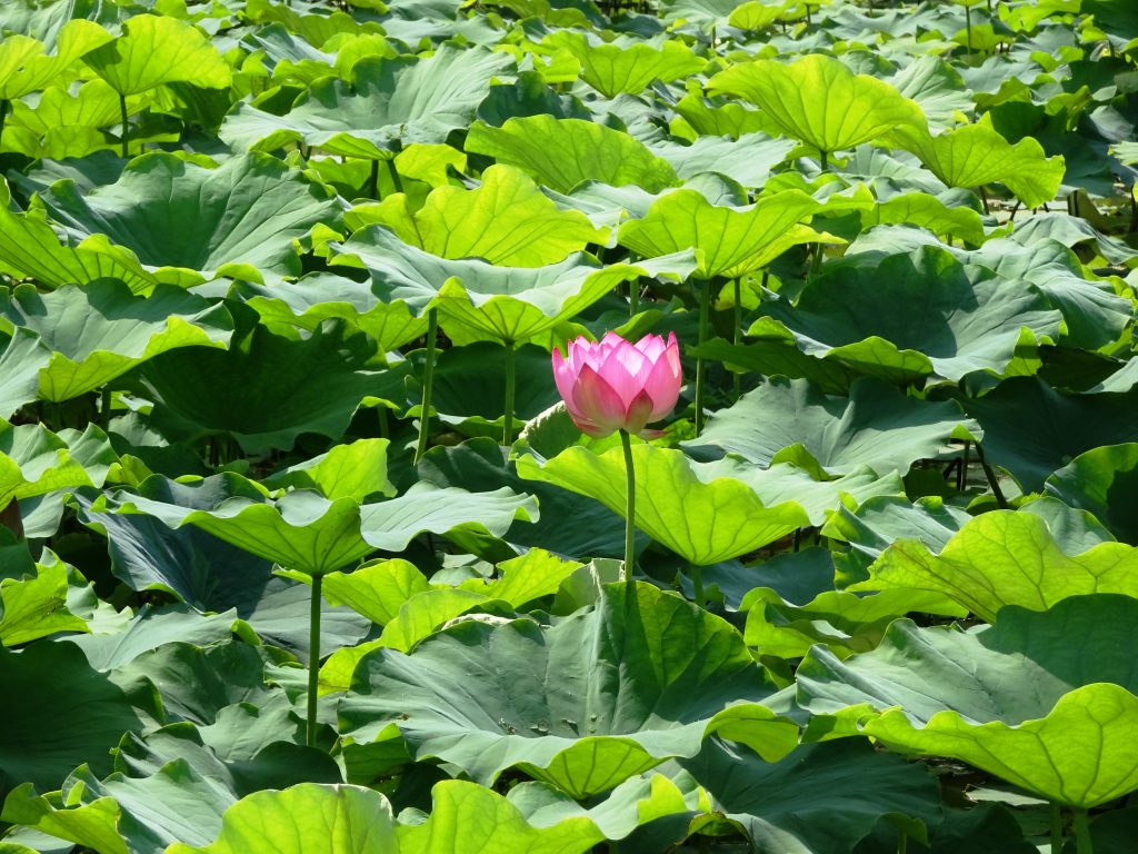 蓮の用水 7月