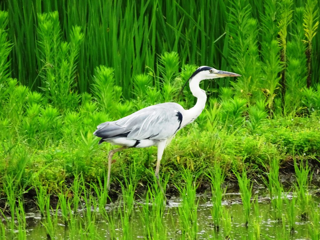 アオサギ(青鷺)