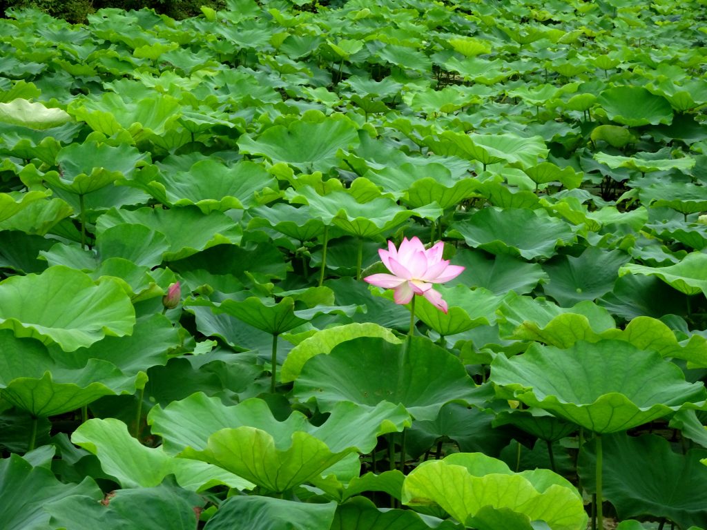 蓮の花