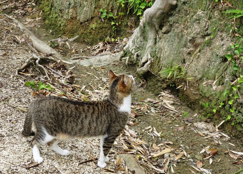 ねこ、風太 巡回
