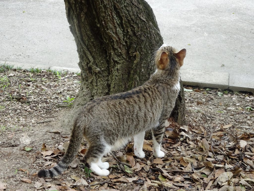 ねこ、風太 巡回