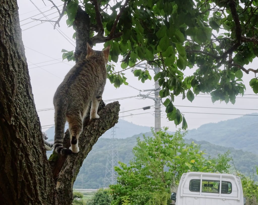 ねこ、風太 巡回