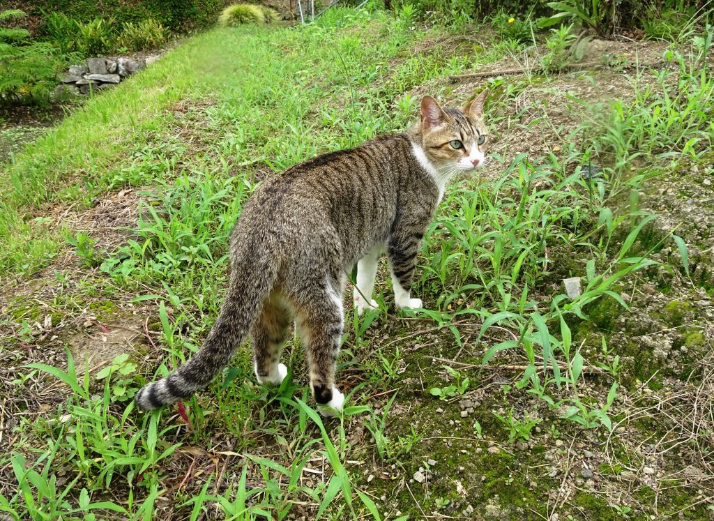 ねこ、風太 巡回