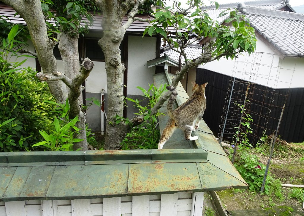 ねこ、風太 巡回