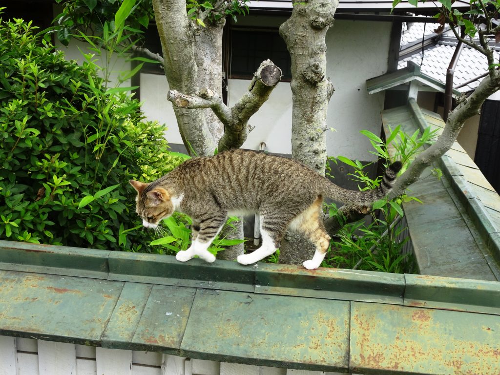 ねこ、風太 巡回