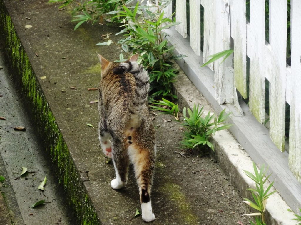 ねこ、風太 巡回