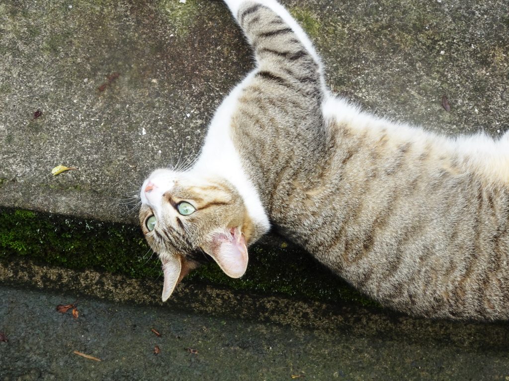 ねこ、風太 休憩