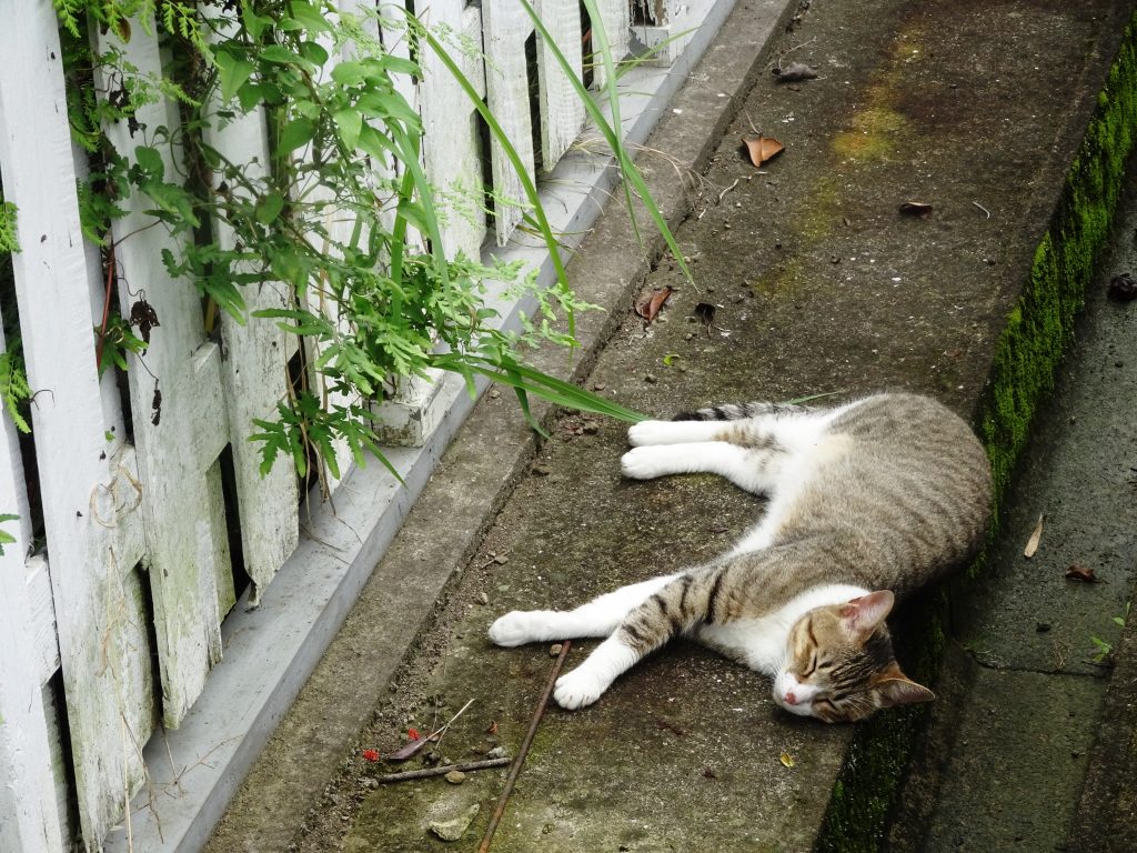 ねこ、風太 休憩