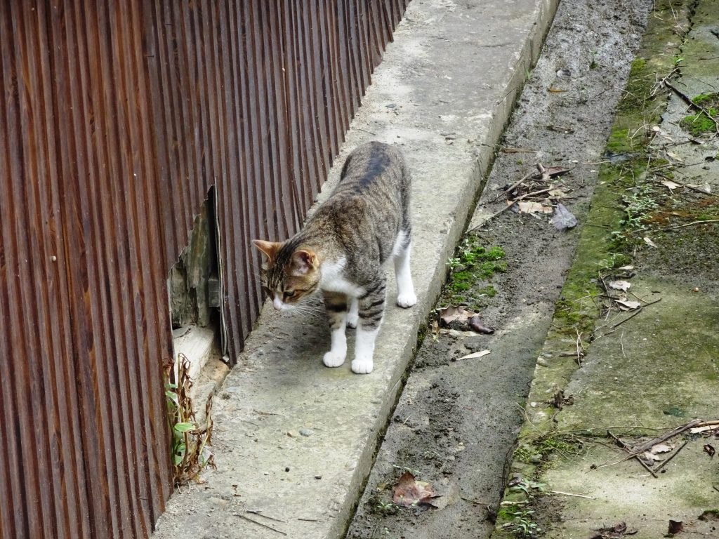 ねこ、風太 巡回