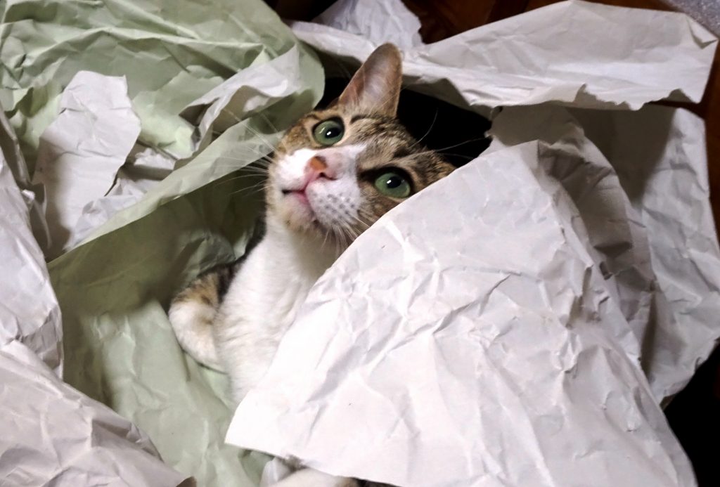 ねこ、風太 ガサガサ