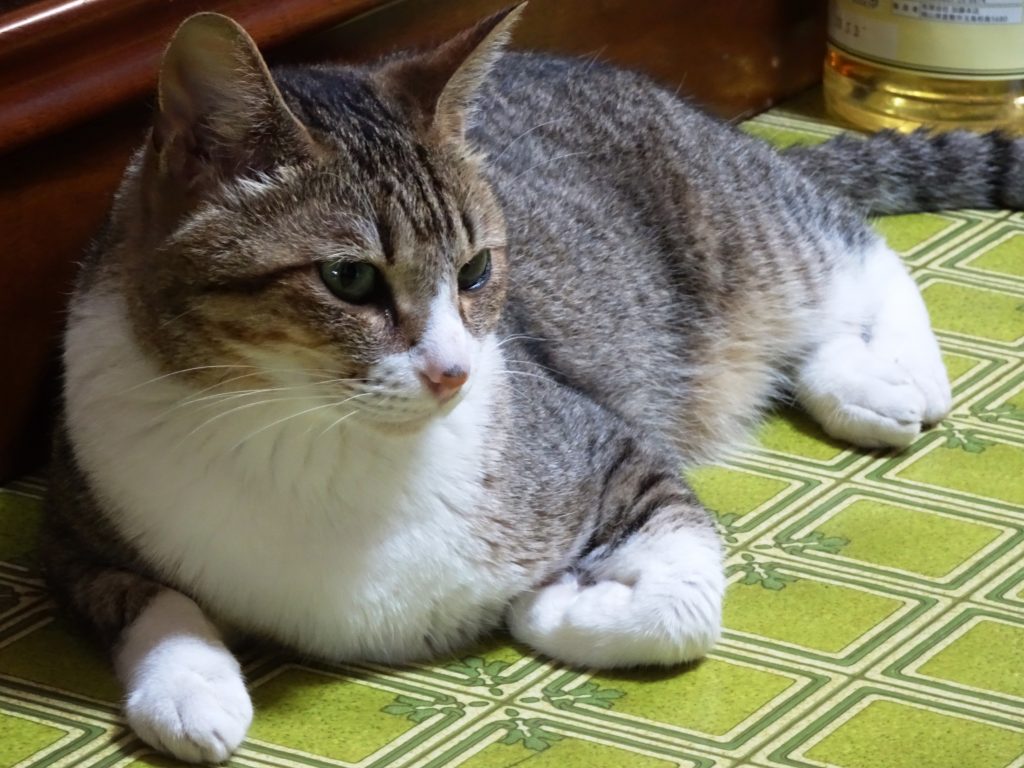 ねこ、風太 いっぷく
