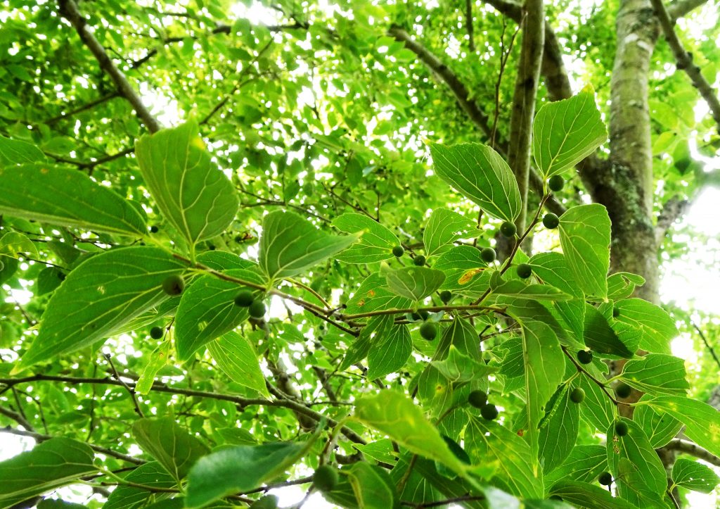 榎 7月