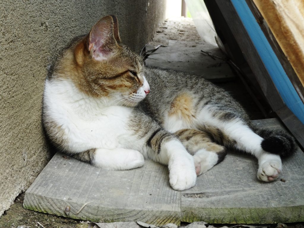 ねこ、風太 いっぷく