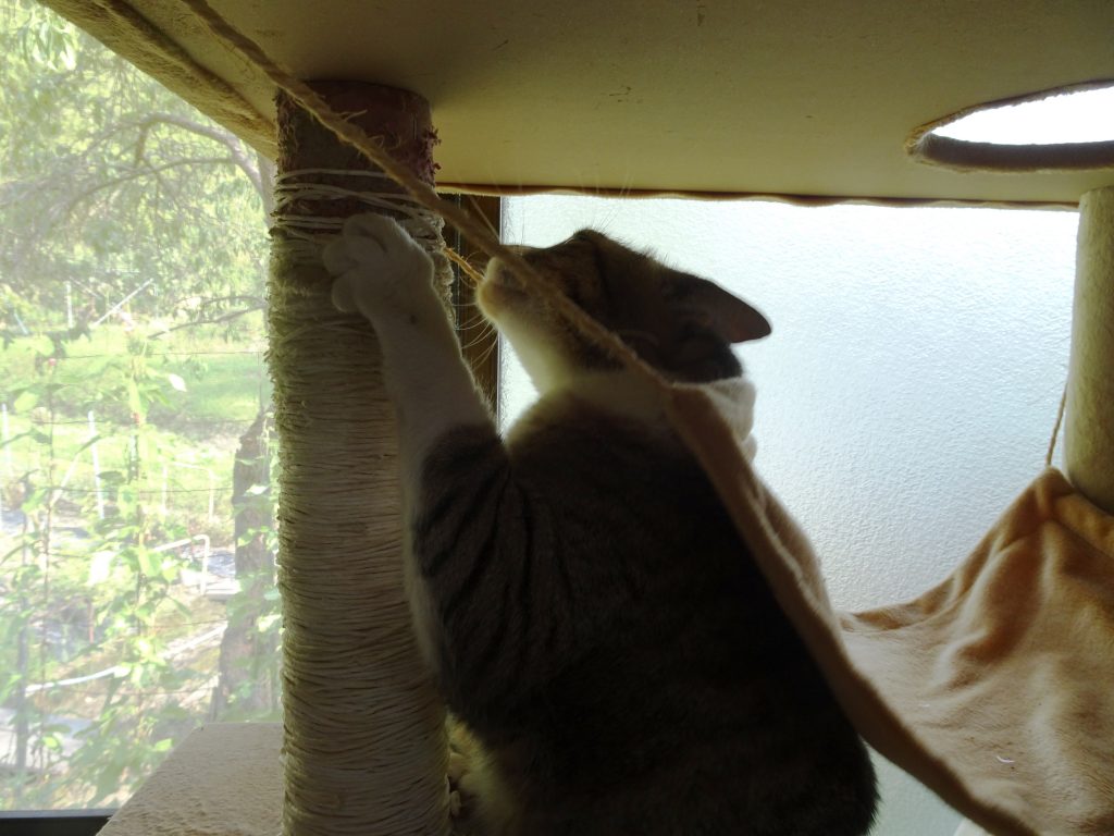 ねこ、風太 バリバリ