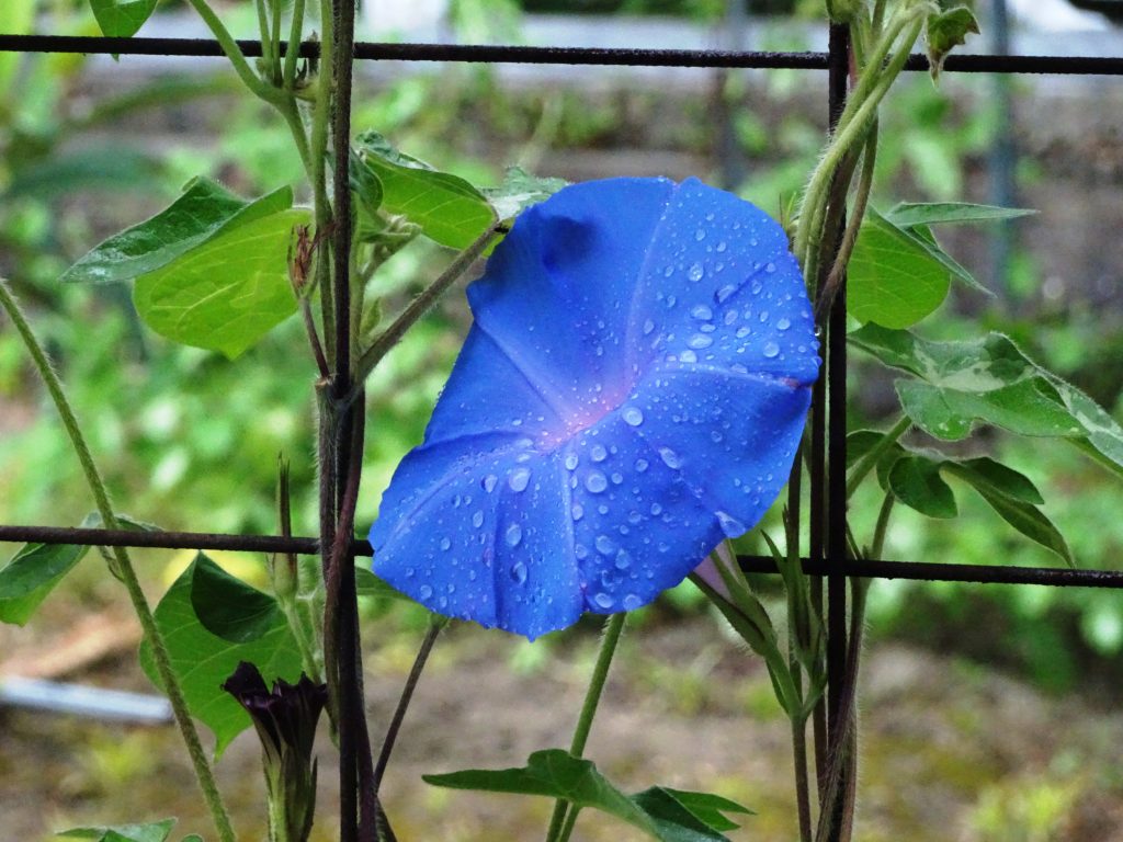 朝顔と雨