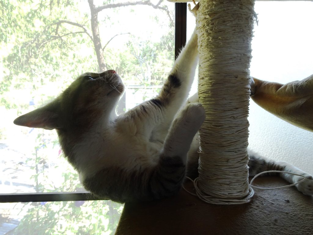 ねこ、風太 バリバリ