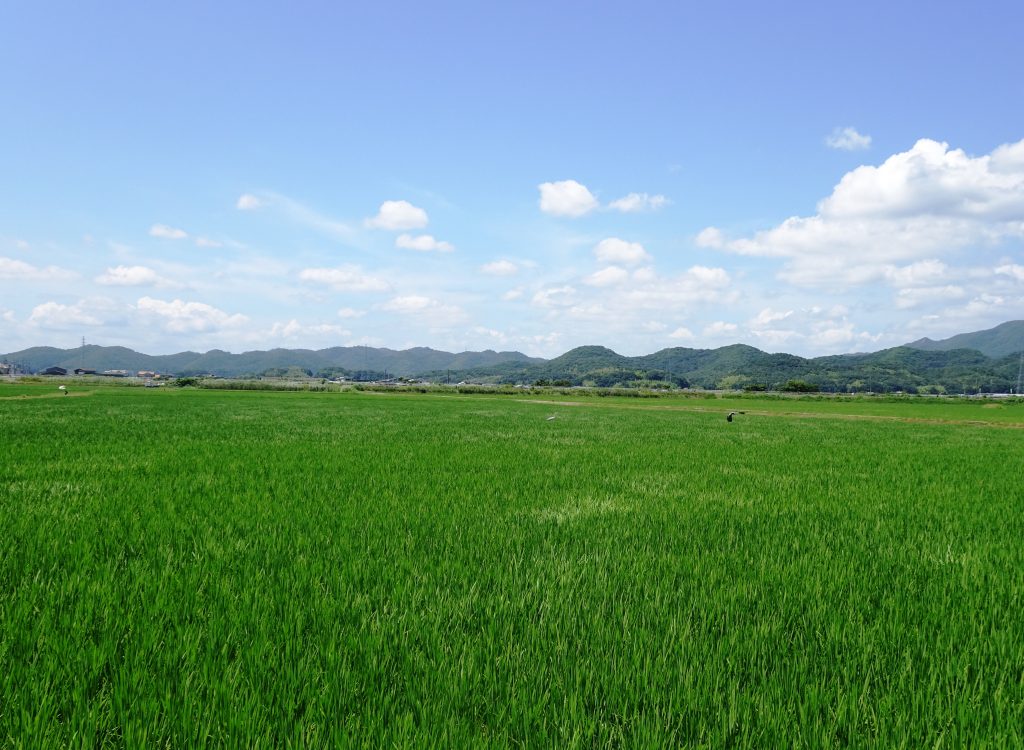 盛夏の空と田んぼ