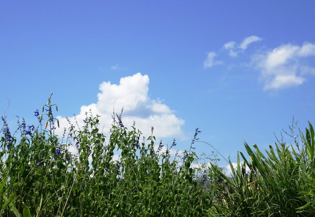 盛夏の空と草