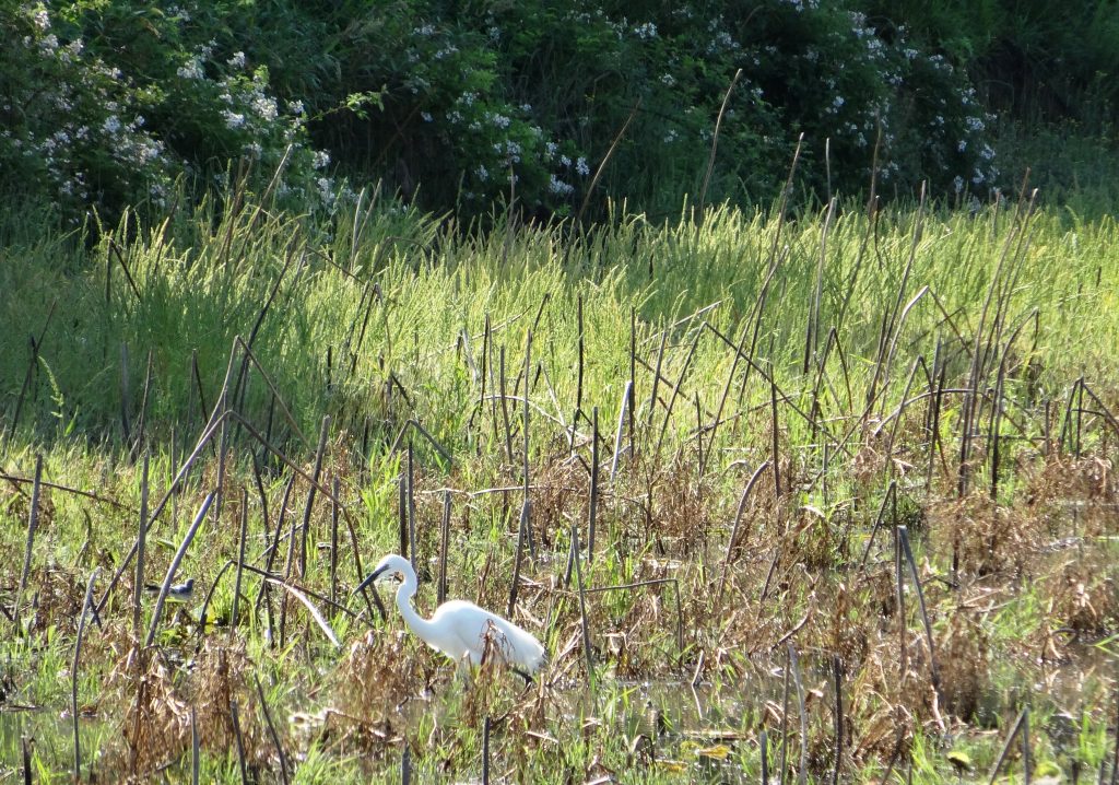 蓮の用水 5月