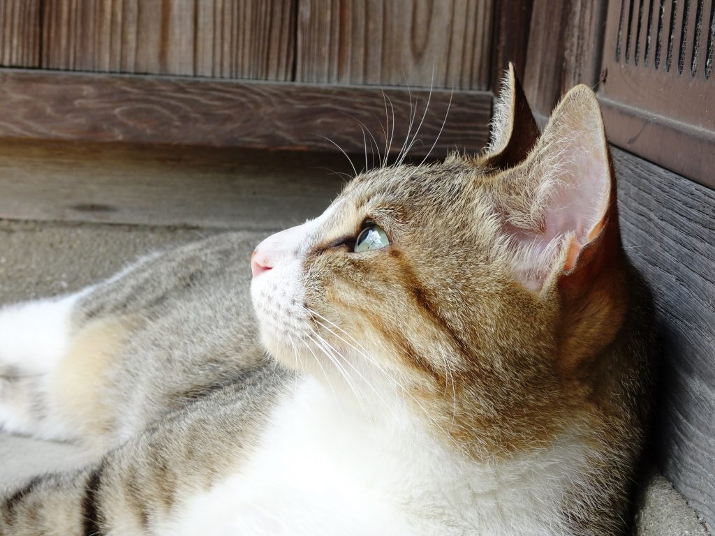 ねこ、風太 仕事