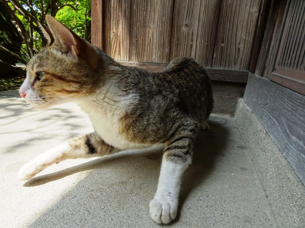 ねこ、風太 仕事