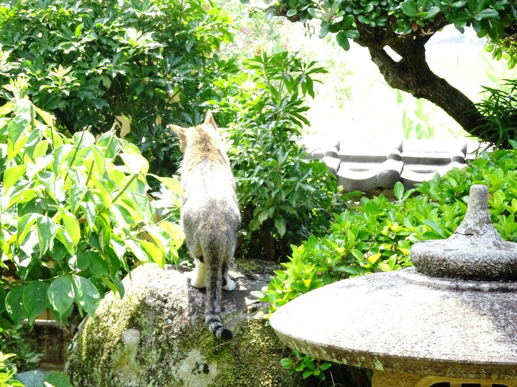 ねこ、風太 仕事