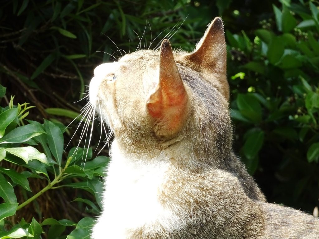 ねこ、風太 仕事