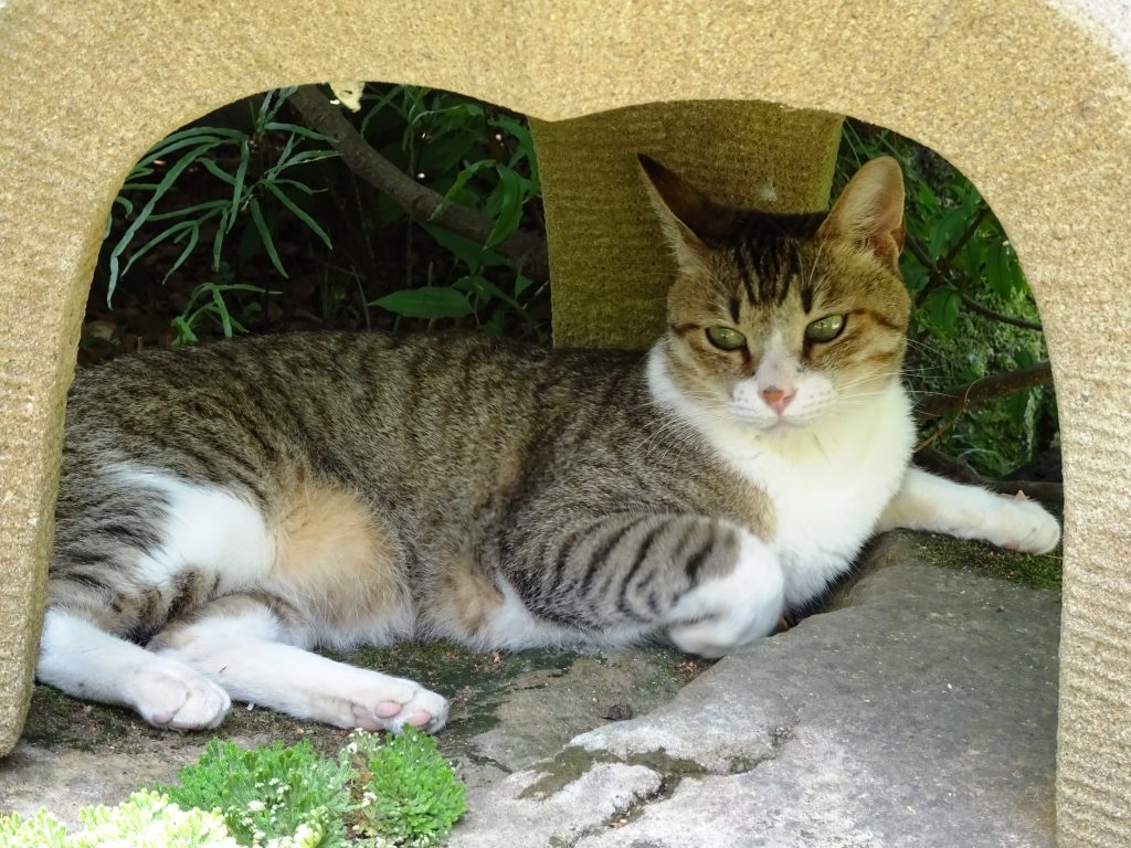 ねこ、風太 くつろぐ