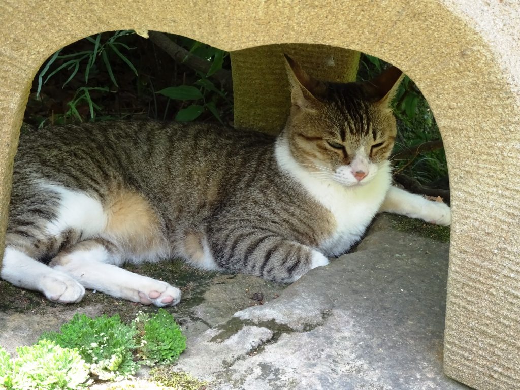 ねこ、風太 くつろぐ